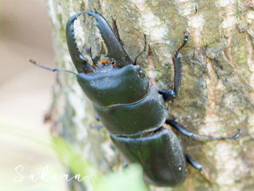 Serrognathus titanus platymelus