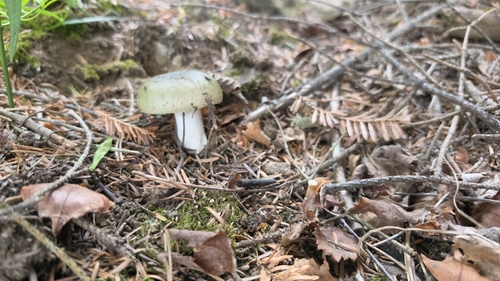 Green Brittlegill