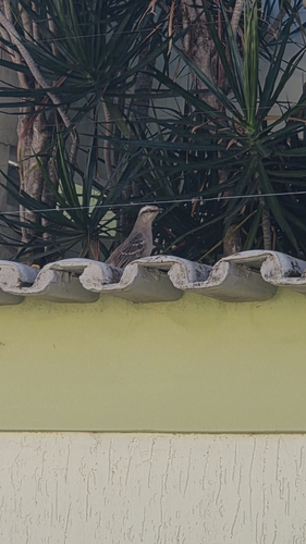 Chalk-browed Mockingbird