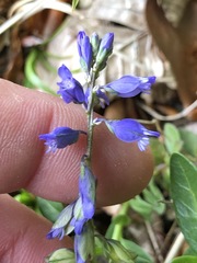 Polygala amarella