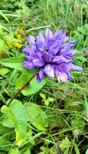 clustered bellflower