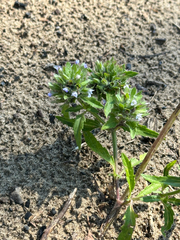 Dracocephalum parviflorum, photograph author not stated, no rights reserved