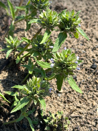 Dracocephalum parviflorum, photograph 6