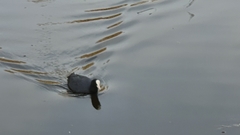Fulica atra