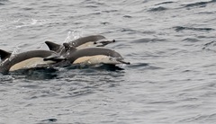 Delphinus