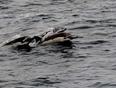 Delphinus