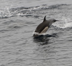 Delphinus