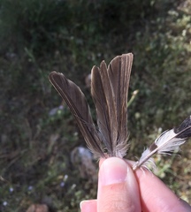 Passer domesticus