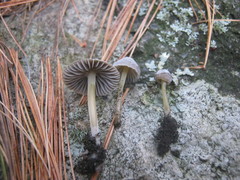 Mycena griseoviridis