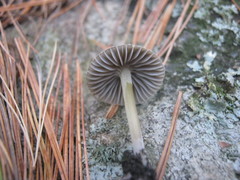 Mycena griseoviridis