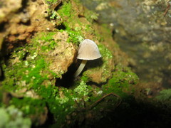 Mycena griseoviridis