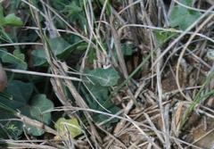 Kedrostis nana