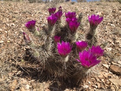 Echinocereus engelmannii