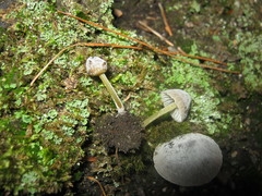 Mycena griseoviridis