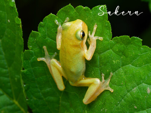 Common Chinese Tree Frog