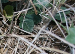 Kedrostis nana