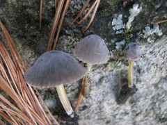 Mycena griseoviridis