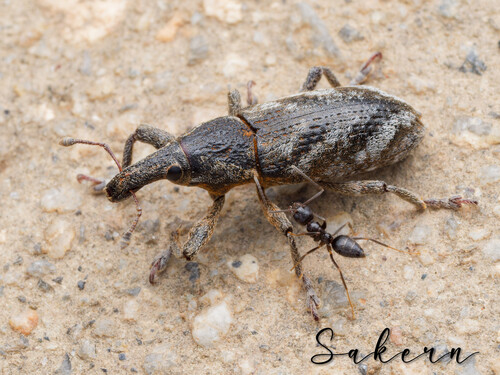 Lixus acutipennis