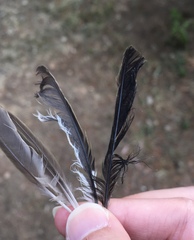 Fringilla coelebs