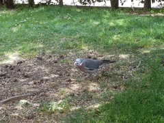 Columba palumbus