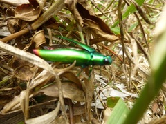 Chrysochroa