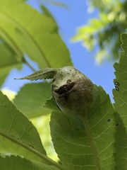 Phylloxera devastatrix