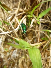 Chrysochroa