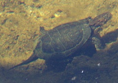 Actinemys marmorata pallida