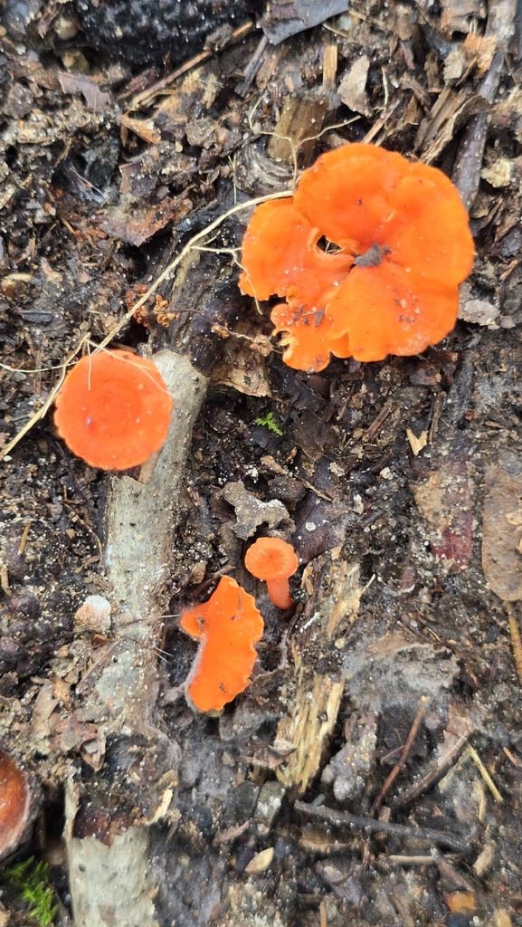Red Chanterelle · July 2026 · photo: Photo: (c) snail_hiker, some rights reserved (CC BY) · iNaturalist