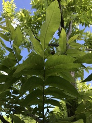 Phylloxera devastatrix
