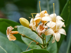 Fagraea fragrans