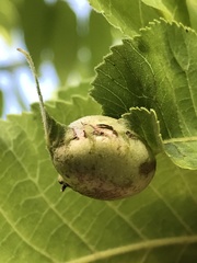 Phylloxera devastatrix