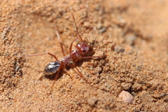 Cataglyphis bombycina