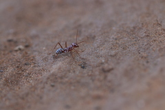 Cataglyphis bombycina
