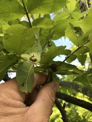 Phylloxera devastatrix