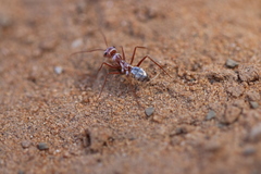 Cataglyphis bombycina