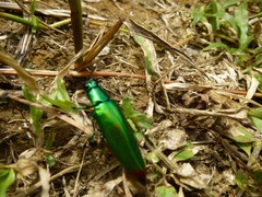 Chrysochroa