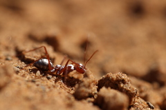 Cataglyphis bombycina
