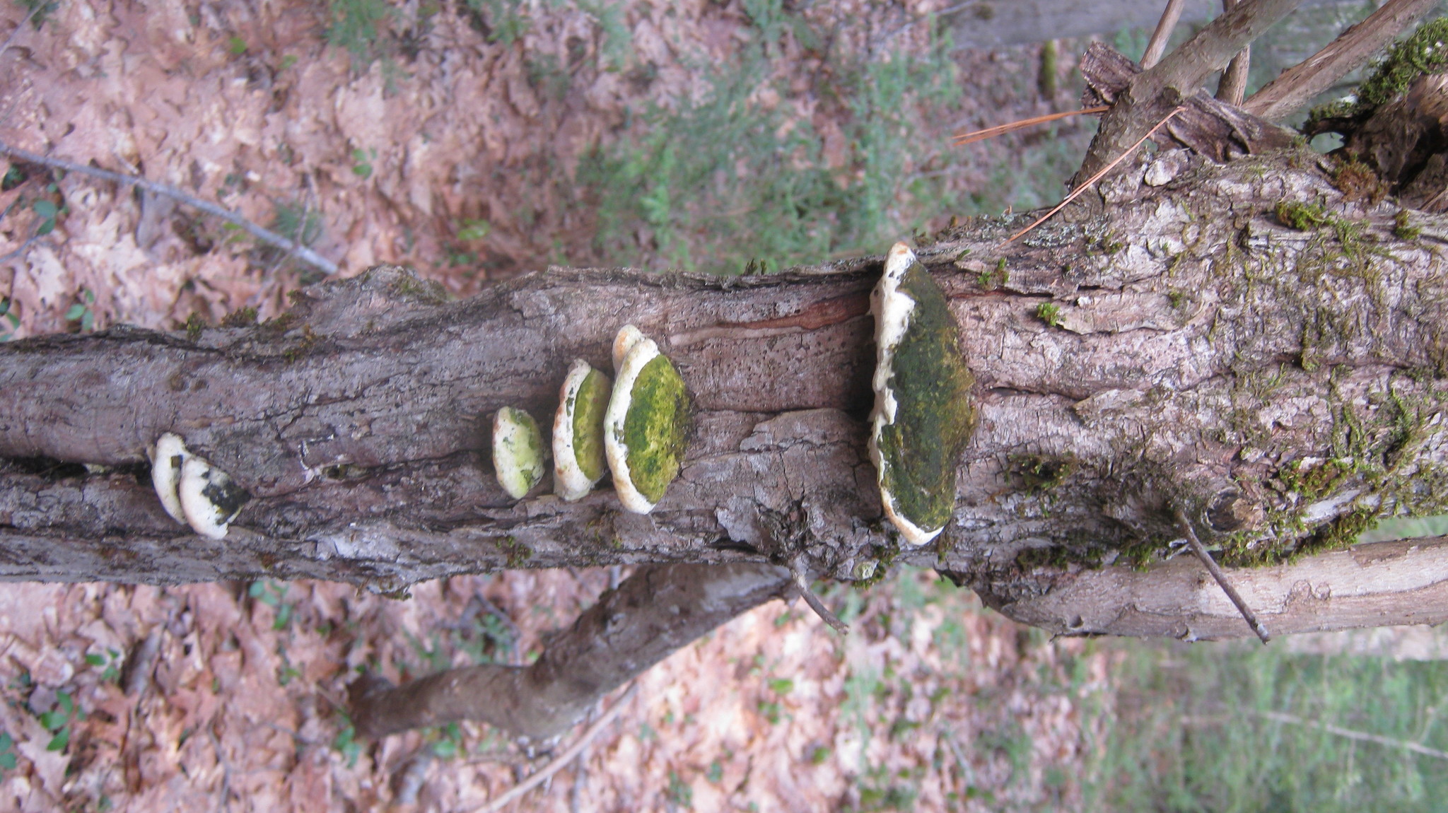 Schizoporaceae image
