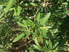 Nerium oleander