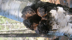 Inonotus obliquus sterilis