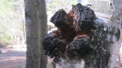 Inonotus obliquus sterilis