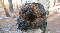 Inonotus obliquus sterilis