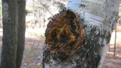 Inonotus obliquus sterilis