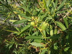 Nerium oleander