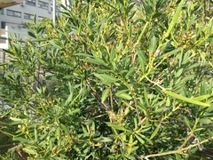 Nerium oleander