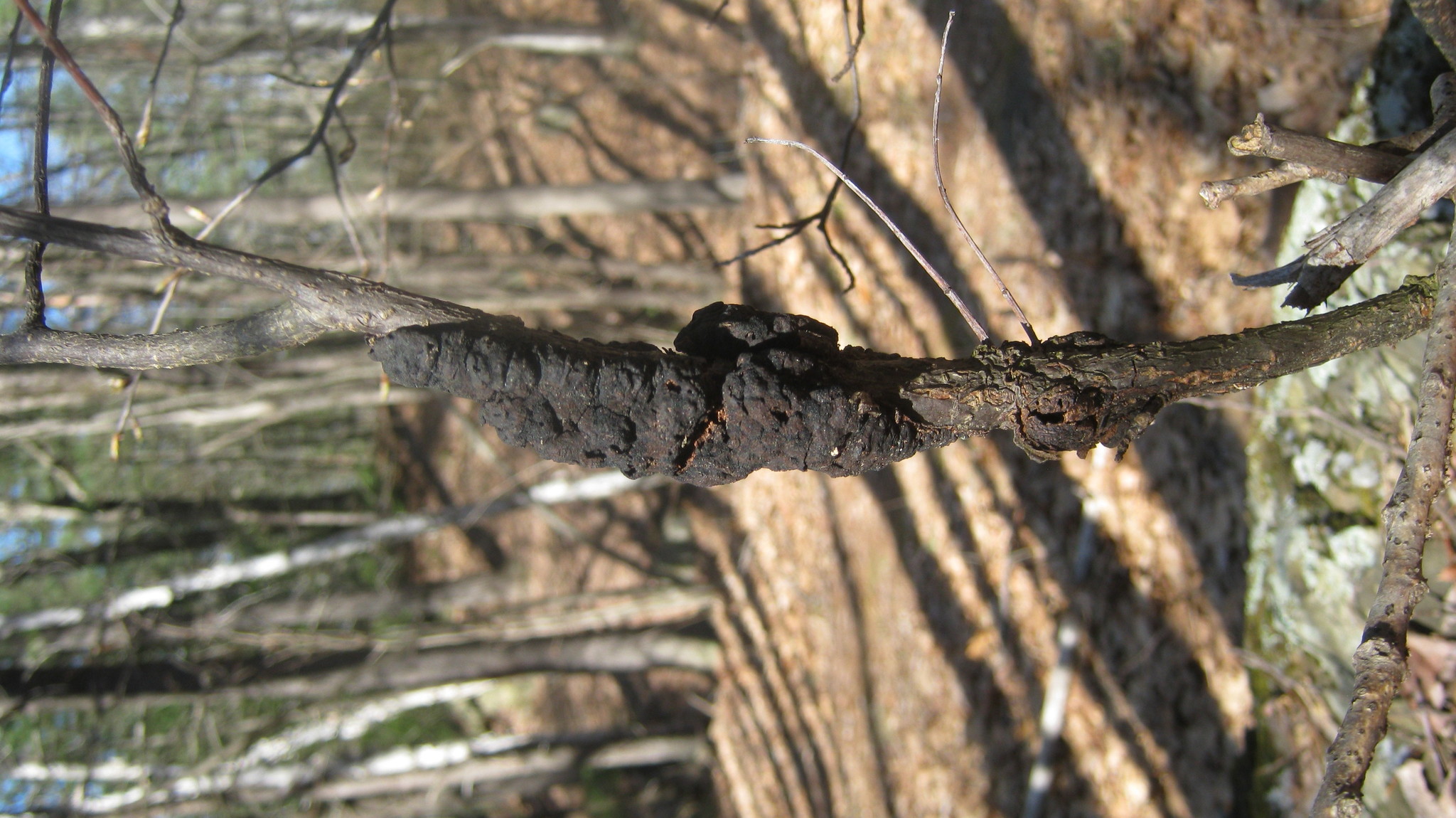Apiosporina morbosa image