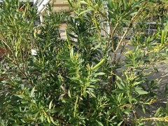 Nerium oleander