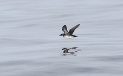 Pelecanoides garnotii