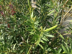 Nerium oleander